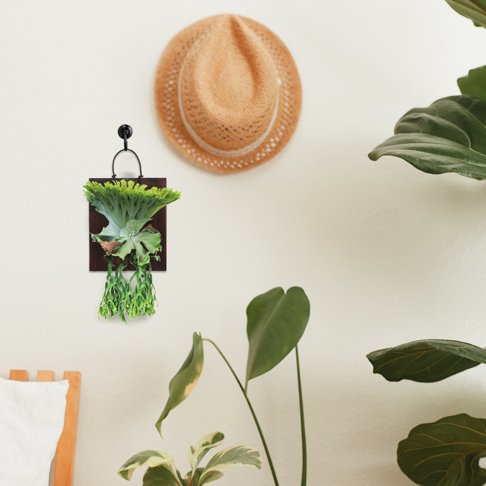 Montageplank voor de Staghorn- - Vertical Planter recensie en prijs