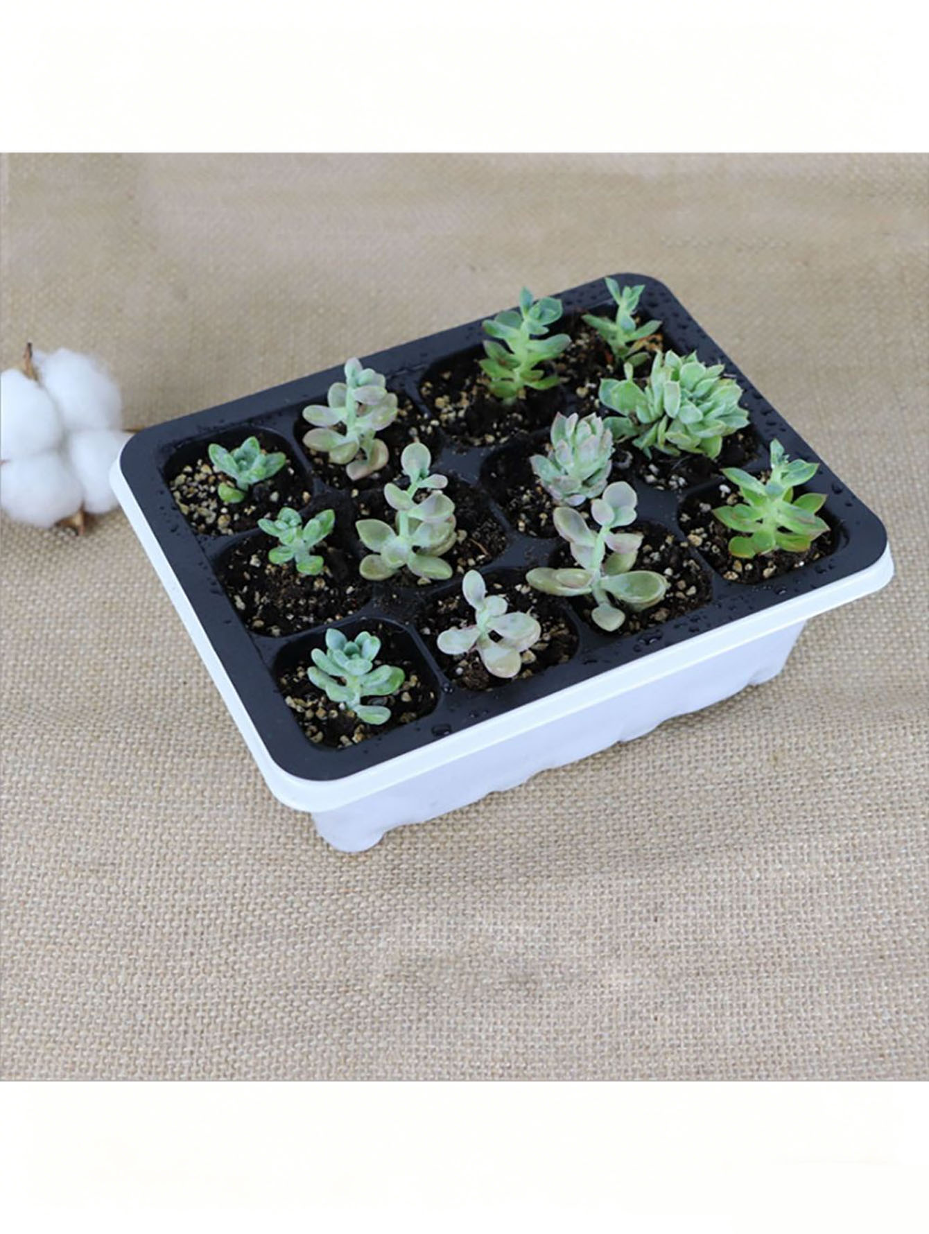 1/2 stuk zaaitray met 6/12 gat - Seed Starter Tray recensie en prijs